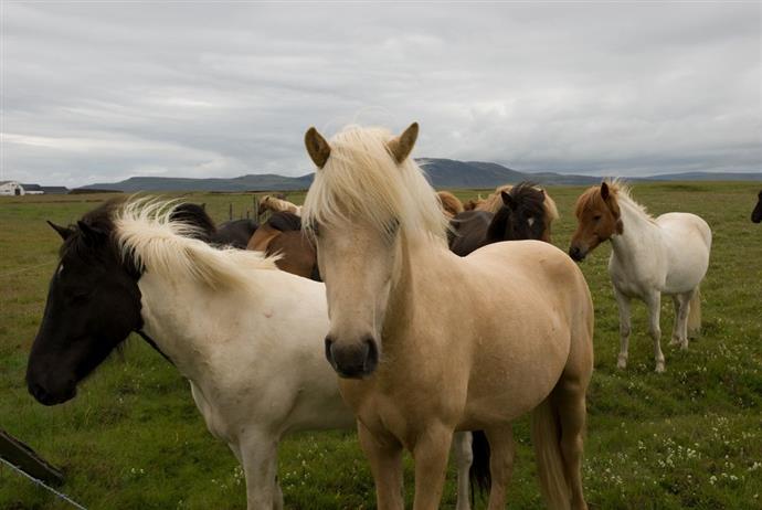Bang om te sterven Verlichten Digitaal De verschillen tussen paarden en pony's - Point Pet
