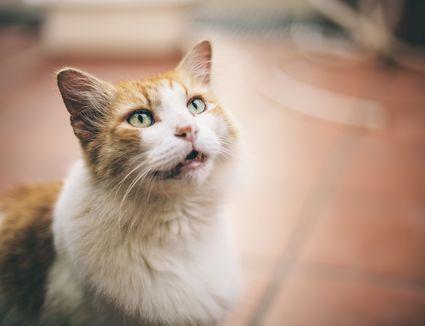 Pourquoi Votre Chat Miaule Fort Et Comment L Arreter Comment Creer Une Maison Heureuse Pour Votre Animal De Compagnie