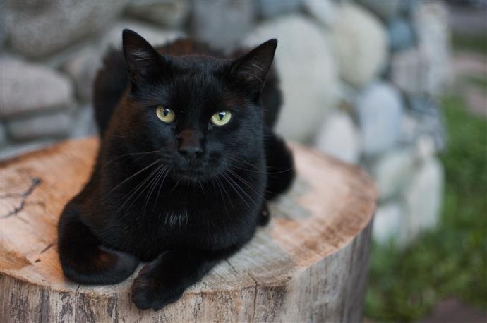 Czarne zdjęcia kotów