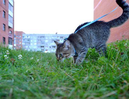 Comment Dresser Vos Chats Avec Clicker Comment Creer Une Maison Heureuse Pour Votre Animal De Compagnie