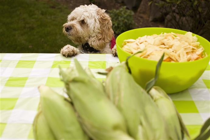 Hunde lieben Maiskolben, aber sollten sie sie kauen?