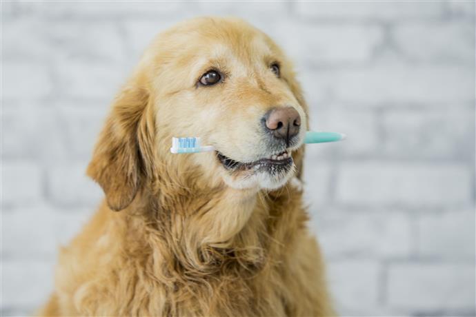 Il 7 Miglior Dentifricio Per Cani Da Acquistare Nel 18 Come Creare Una Casa Felice Per Il Tuo Animale Domestico