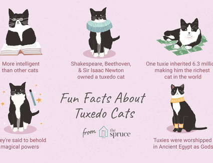 8 Faits Fascinants Sur Les Chats Tuxedo Comment Creer Une Maison Heureuse Pour Votre Animal De Compagnie
