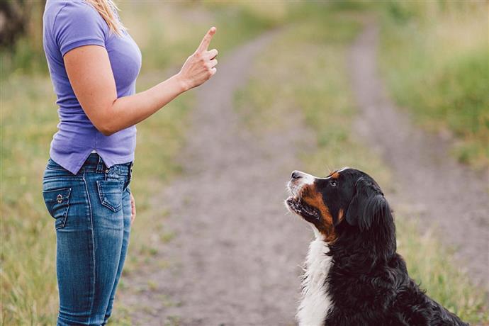 hanger vijver deur Honden trainen met handsignalen - Point Pet
