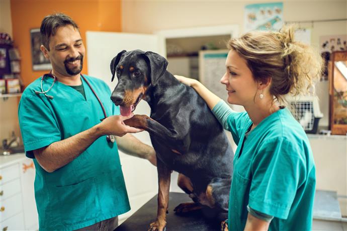 Anfälle bei Hunden Wie man ein glückliches Zuhause für sein Haustier