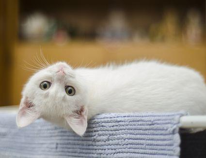 9 Beaux Chats Et Chatons Blancs Comment Creer Une Maison Heureuse Pour Votre Animal De Compagnie