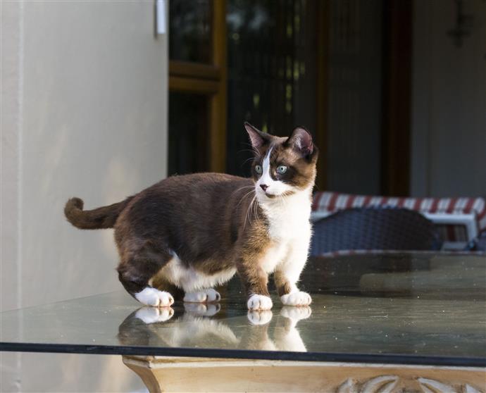 skam Nominering Soaked Munchkin Cats - Point Pet
