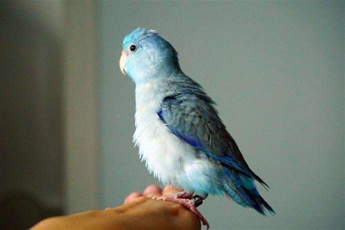 Identification Des Oiseaux Espèce De Perroquet Bleu