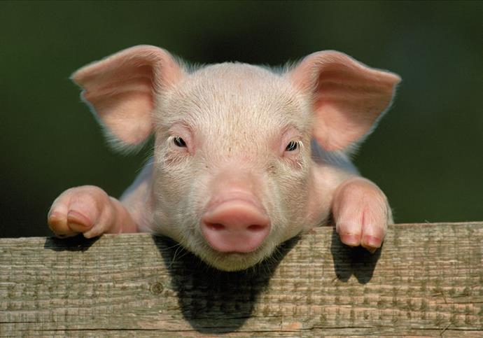 Schwein Gesicht