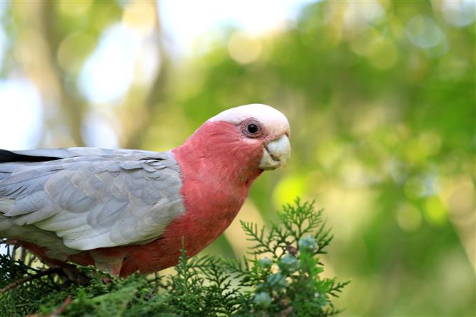 Specie Di Uccelli Meno Conosciute Che Fanno Grandi Animali Domestici Come Creare Una Casa Felice Per Il Tuo Animale Domestico
