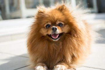 Verrassend Top 10 populaire kleine hondenrassen - Hoe een gelukkig huis voor MO-77