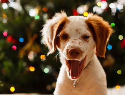 Regali Di Natale Per Cani.I 10 Migliori Regali Di Natale Per Comprare Il Tuo Cane Nel 2018 Come Creare Una Casa Felice Per Il Tuo Animale Domestico