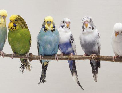 verzonden versus Opheldering De meest populaire vogelsoorten - Point Pet