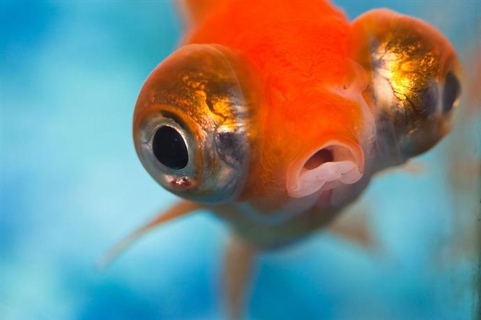 9 Critters Per Realizzare Il Tuo Aquarium Cuter Come Creare Una Casa Felice Per Il Tuo Animale Domestico