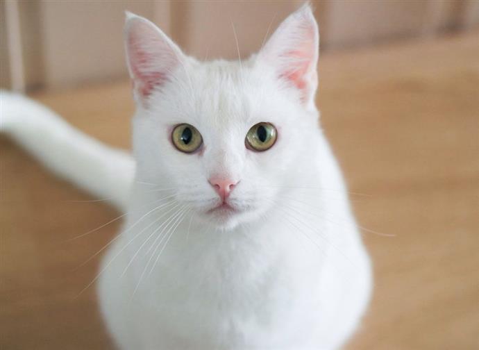 Chats Blancs Comment Creer Une Maison Heureuse Pour Votre Animal De Compagnie