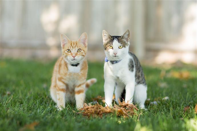 La Teigne Chez Les Chats Comment Creer Une Maison Heureuse Pour Votre Animal De Compagnie