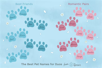 Ideias de nomes para pares de animais de estimação