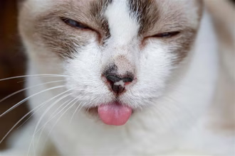 Stomatitis hos katte