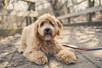 13 Bulu Anjing Krim Comel