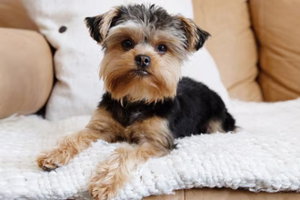 50 imion dla psów rasy Yorkie