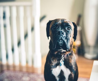 80 Brindle hundenavne