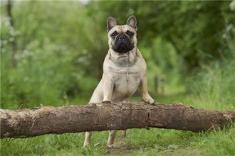 10 anjing anjing Perancis