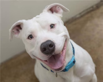 4 soorten Pit Bull-hondenrassen