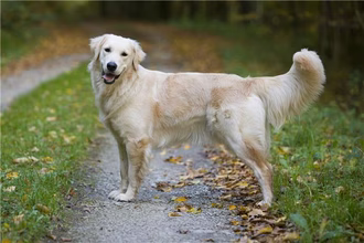 10 gele hondenrassen