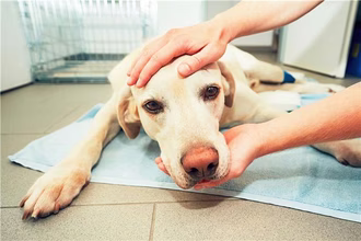 O que significam as gengivas pálidas em cães?