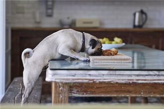 86 nomi di alimenti per cani