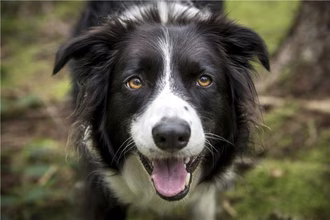 70 nomi di Border Collie