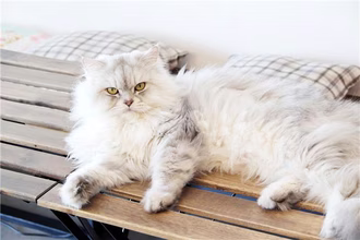 Kegagalan Ginjal pada Kucing
