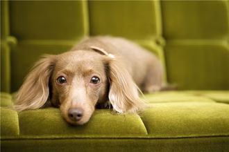 12 mejores perros pequeños de bajo consumo energético