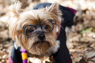 53 noms d’animaux de compagnie Harry Potter