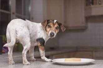 Les chiens peuvent-ils manger du parmesan ?