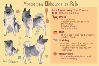 Elkhound norueguês: Características da raça e cuidados