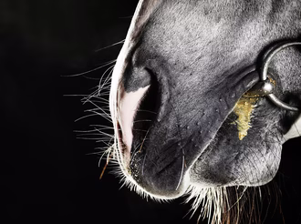 12 maneiras de o seu cavalo lhe dizer que precisa de verificar os dentes