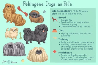 Pekińczyk (Peke): Charakterystyka i pielęgnacja rasy psów