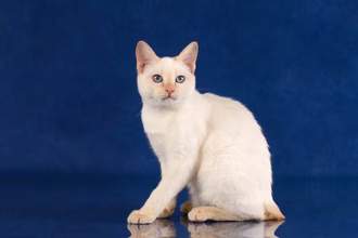 10 wyjątkowych ras kotów bobtail