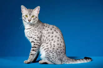 5 Ägyptische Katzenrassen