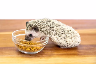 Co jedzą jeże? Jak zapewnić zwierzęciu zdrową dietę?