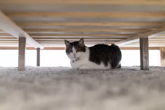Kucing Tidak Boleh Pee? Inilah yang perlu dilakukan