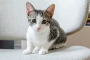 Le développement du chaton : Du chaton de 6 mois au chat de 1 an
