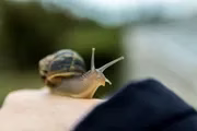 Co należy wziąć pod uwagę przed hodowlą ślimaka?