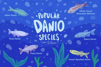 7 pesci Danio più comuni per l’acquario