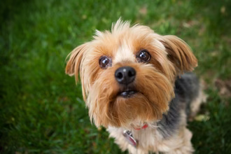 32 razas de perros pequeños perfectas para dueños con poco espacio