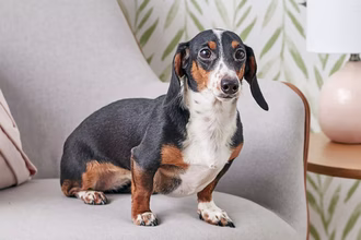 20 raças de cães de baixa manutenção para donos ocupados
