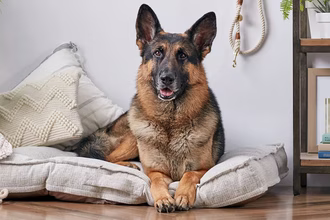 10 meilleures races de chiens pour l’alerte aux crises d’épilepsie