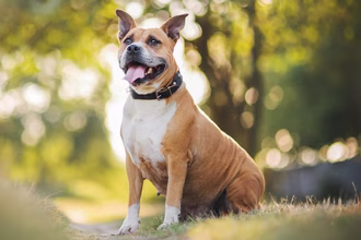 10 raças de cães com olhos verdes que se destacam da matilha