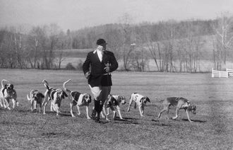 Beagle: Caraterísticas da raça e cuidados com o cão